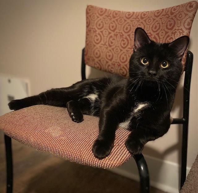 Enlarge Olaf, a Adoptable Domestic Short Hair in Duxbury, MA image 6/6