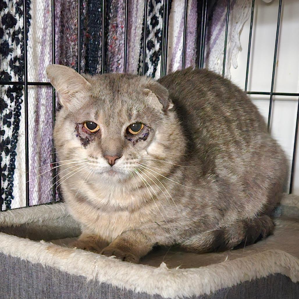 Enlarge Walter, a Adoptable Domestic Short Hair in Alexandria, VA image 1/2