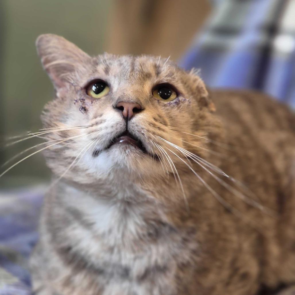 Enlarge Walter, a Adoptable Domestic Short Hair in Alexandria, VA image 2/2
