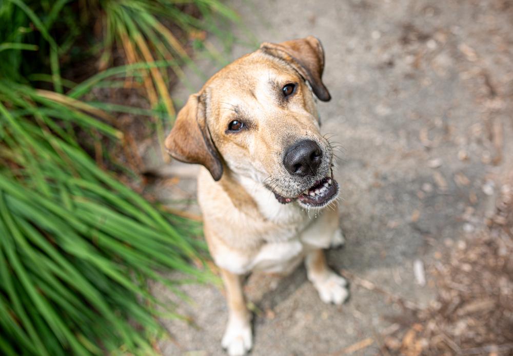 Enlarge Daisy, a Adoptable mixed breed in Akron, OH image 2/6