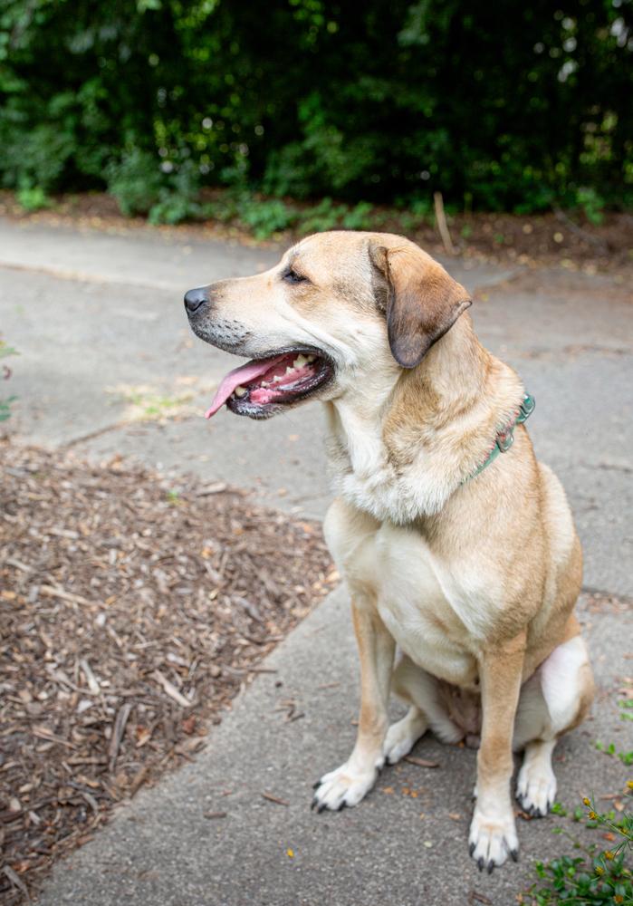Enlarge Daisy, a Adoptable mixed breed in Akron, OH image 3/6
