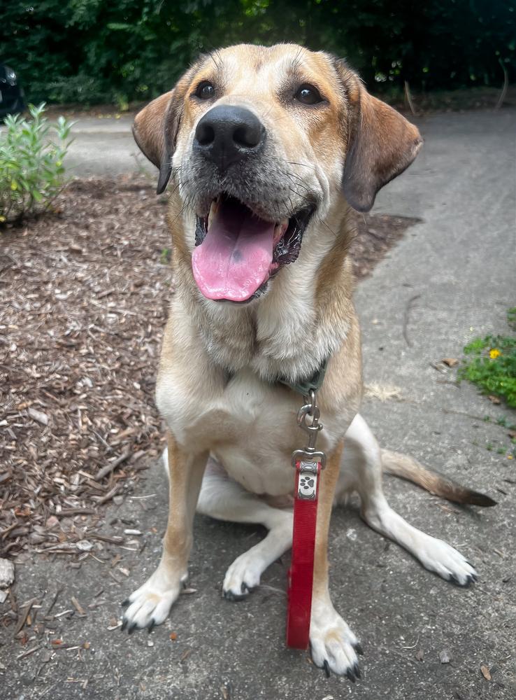 Enlarge Daisy, a Adoptable mixed breed in Akron, OH image 4/6