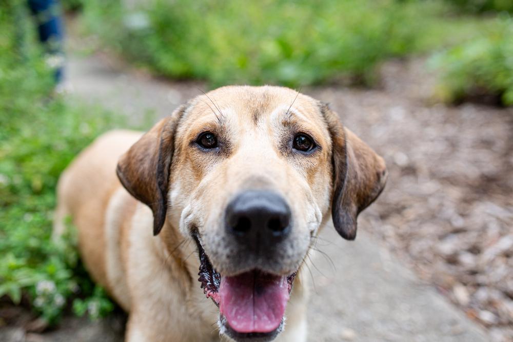 Enlarge Daisy, a Adoptable mixed breed in Akron, OH image 5/6