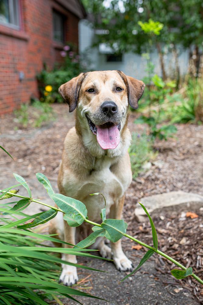 Enlarge Daisy, a Adoptable mixed breed in Akron, OH image 6/6