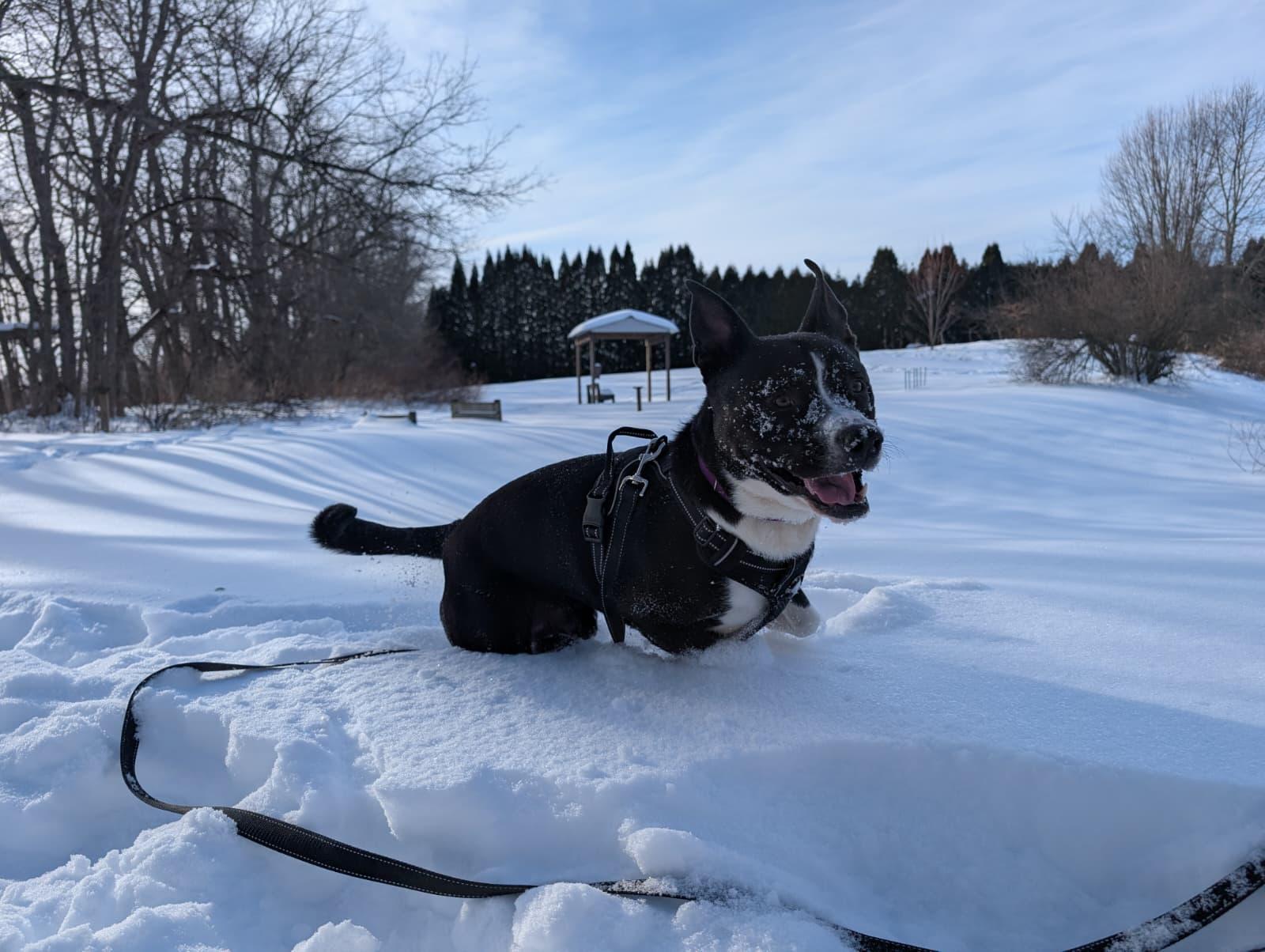 Enlarge Koala, an adoptable mixed breed in Renfrew, PA image 2/6