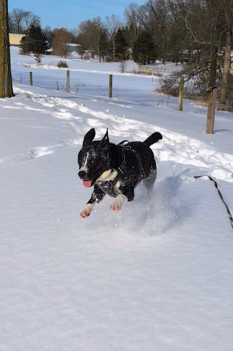 Enlarge Koala, an adoptable mixed breed in Renfrew, PA image 4/6