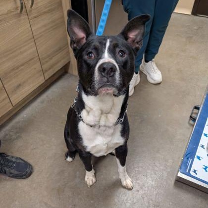 Enlarge Koala, an adoptable mixed breed in Renfrew, PA image 3/6