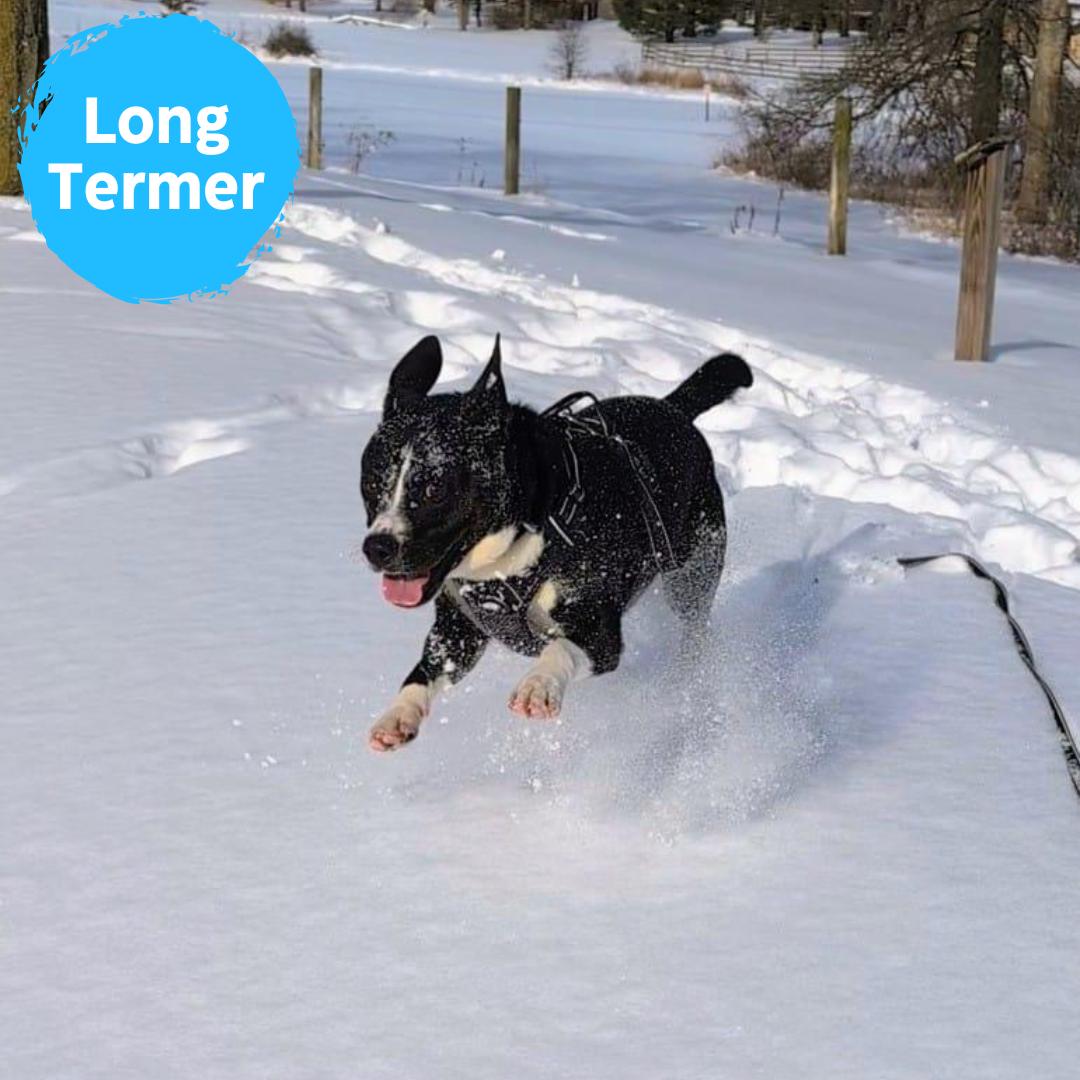 Koala, adoptable, Adult Male Border Collie.