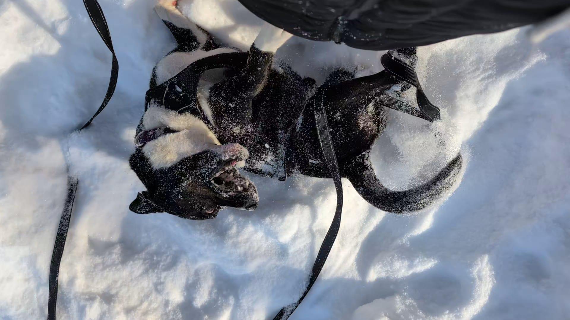 Enlarge Koala, an adoptable mixed breed in Renfrew, PA image 5/6