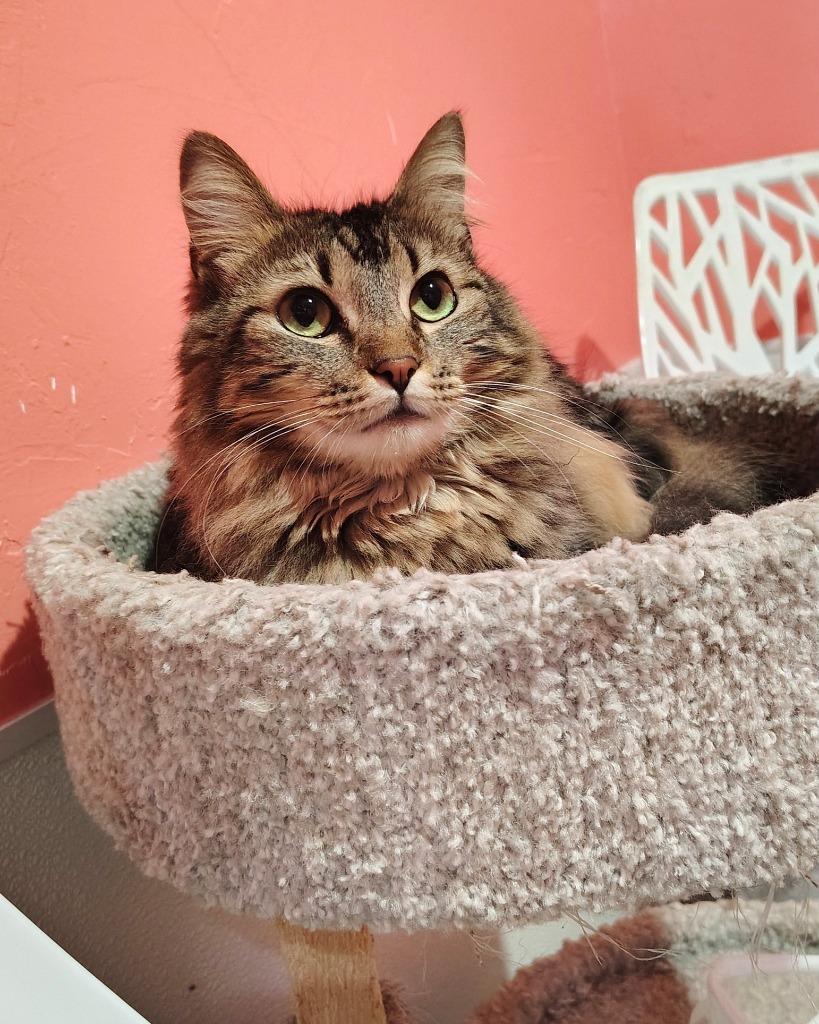 Hurricane, Adoptable, Young Female Domestic Long Hair.