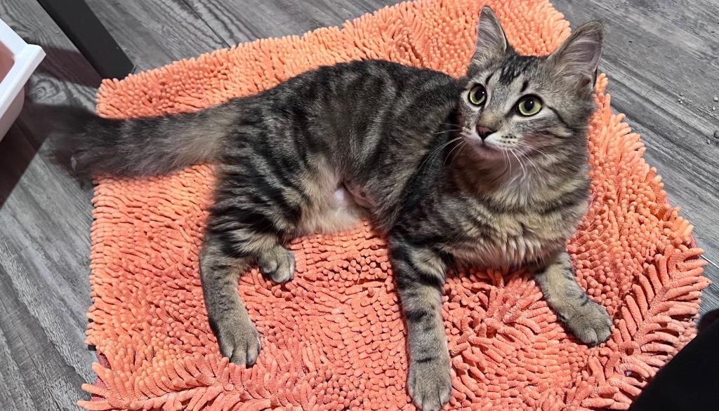 Hurricane, Adoptable, Adult Female Domestic Long Hair.