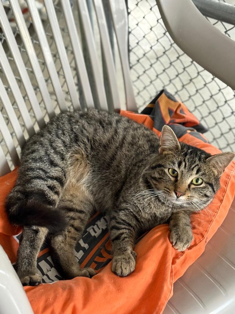 Bacardi, Adoptable, Young Male Domestic Short Hair.