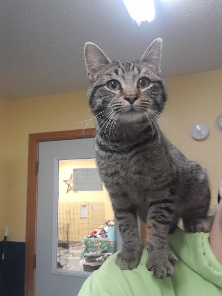 Enlarge Bacardi, a Adoptable mixed breed in Syracuse, IN image 1/2