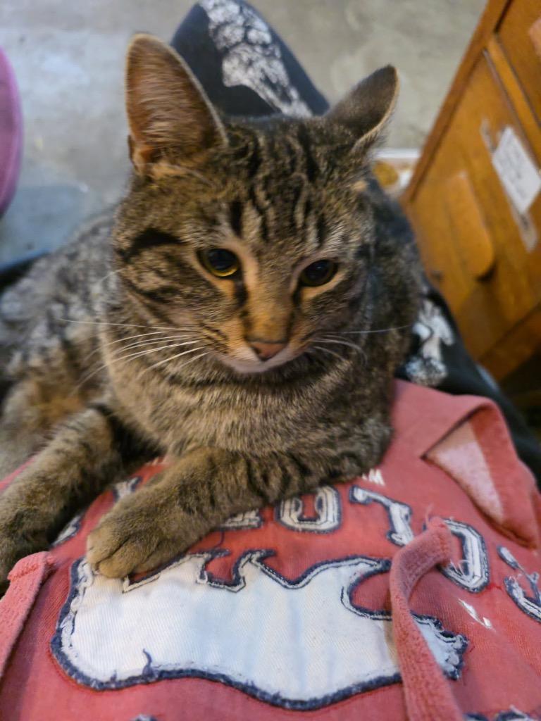 Enlarge Bacardi, a Adoptable mixed breed in Syracuse, IN image 2/2