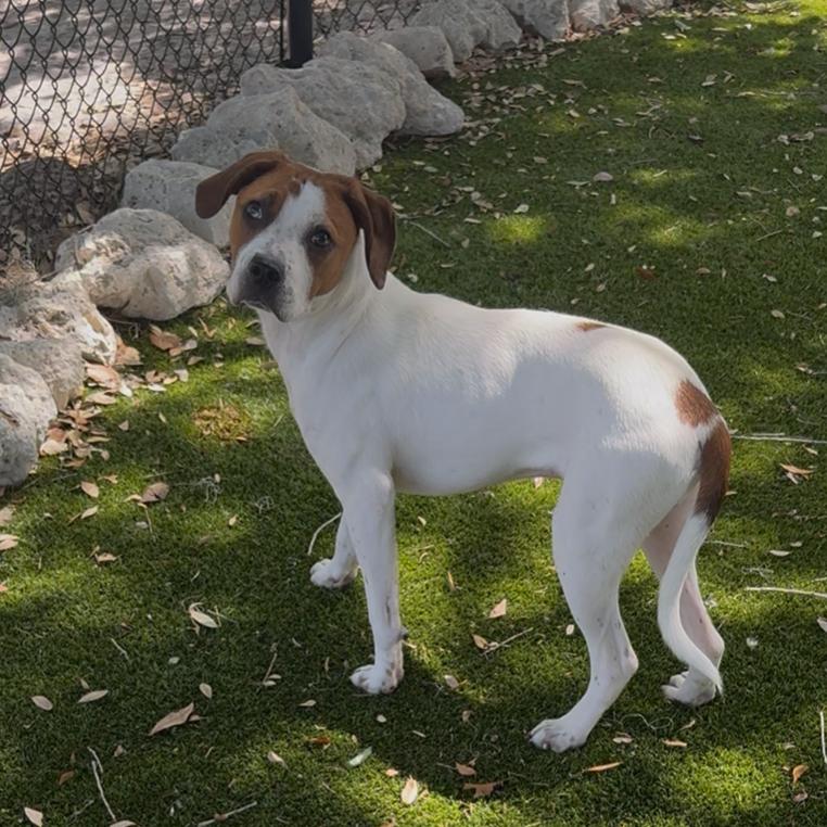Bo Bo, Adoptable, Young Male Mixed Breed.