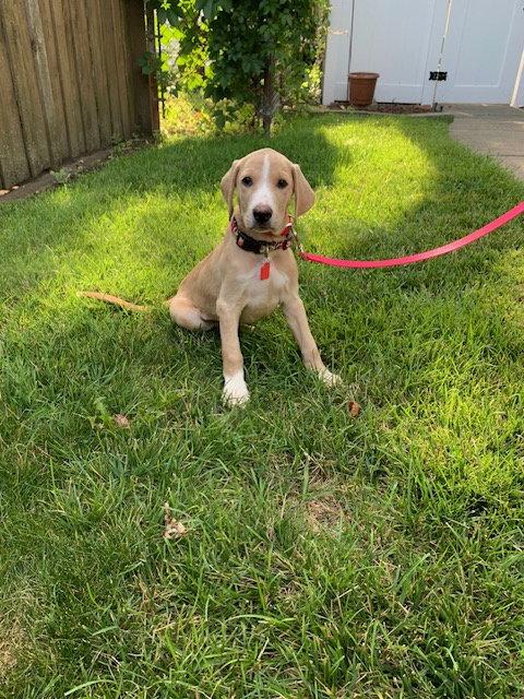 Dolce       1512, Adoptable, Puppy Male Hound & Labrador Retriever.