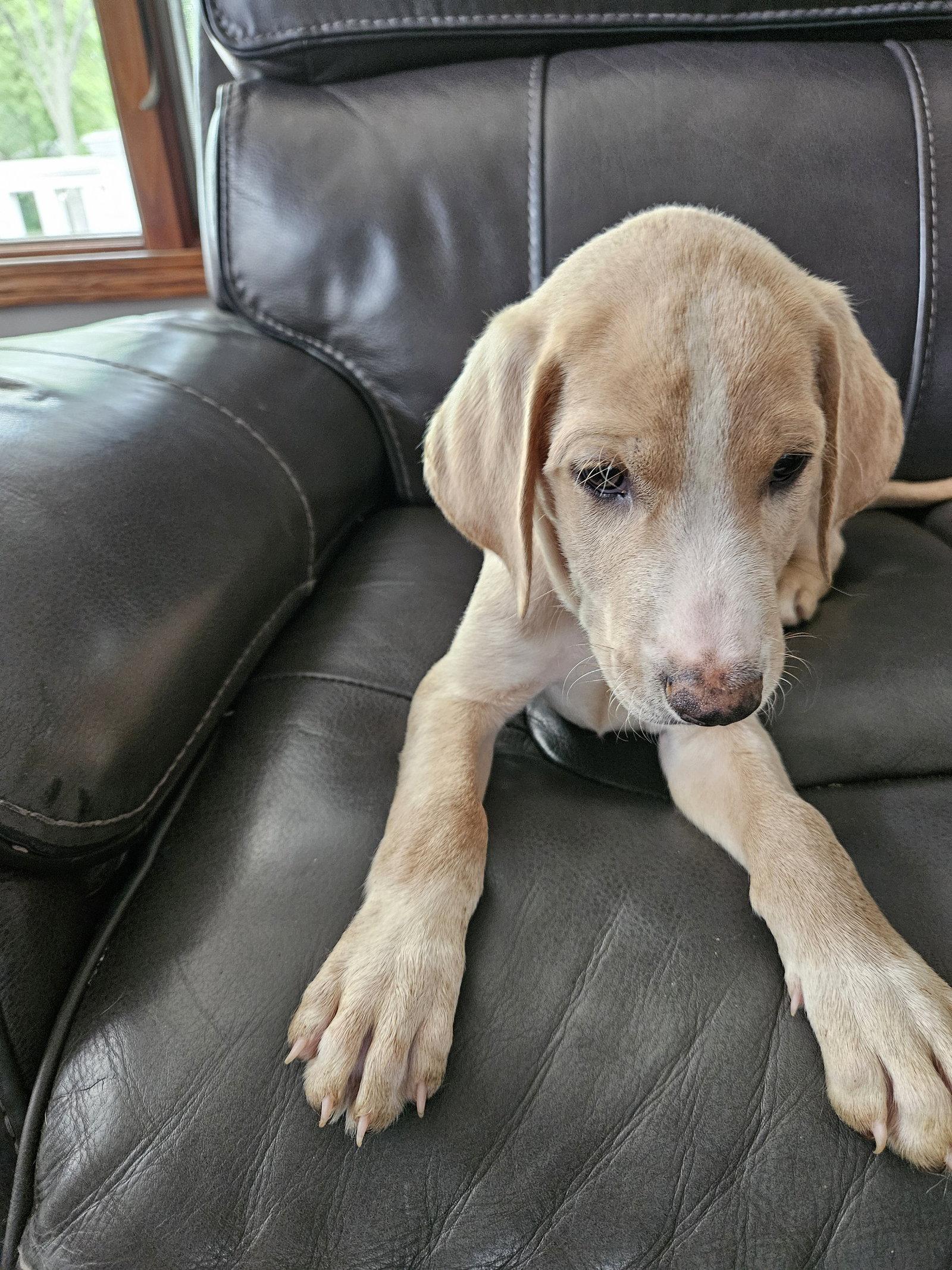 Enlarge Dolce       1512, a Adoptable mixed breed in Rolling Meadows, IL image 2/3