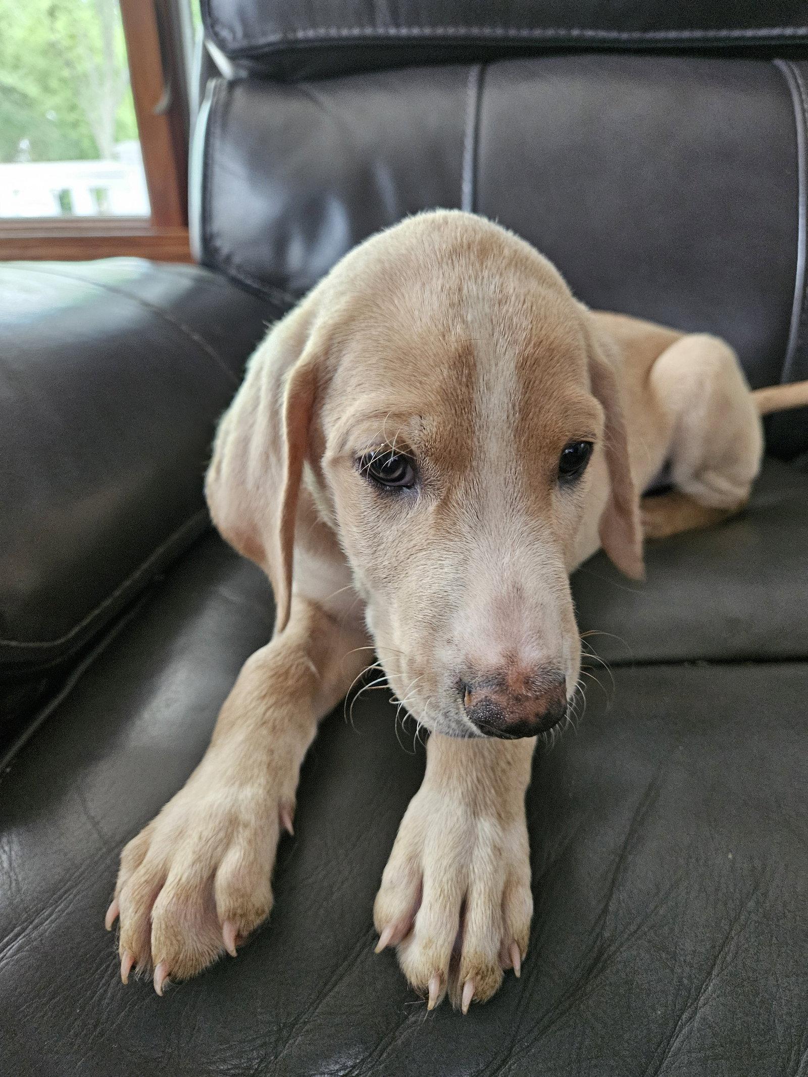 Enlarge Dolce       1512, a Adoptable mixed breed in Rolling Meadows, IL image 3/3