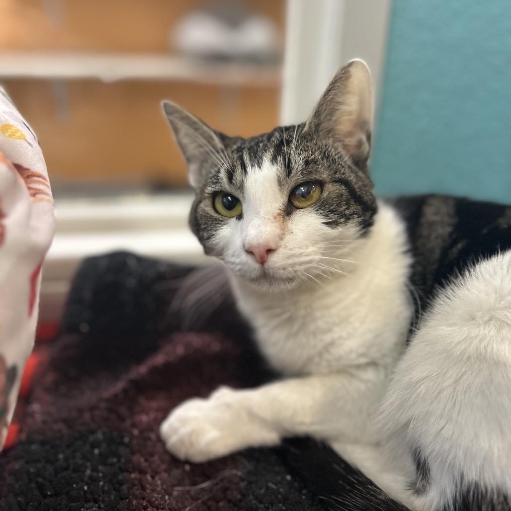 Greta, a Adoptable Domestic Short Hair in Fresno, CA image 2/4