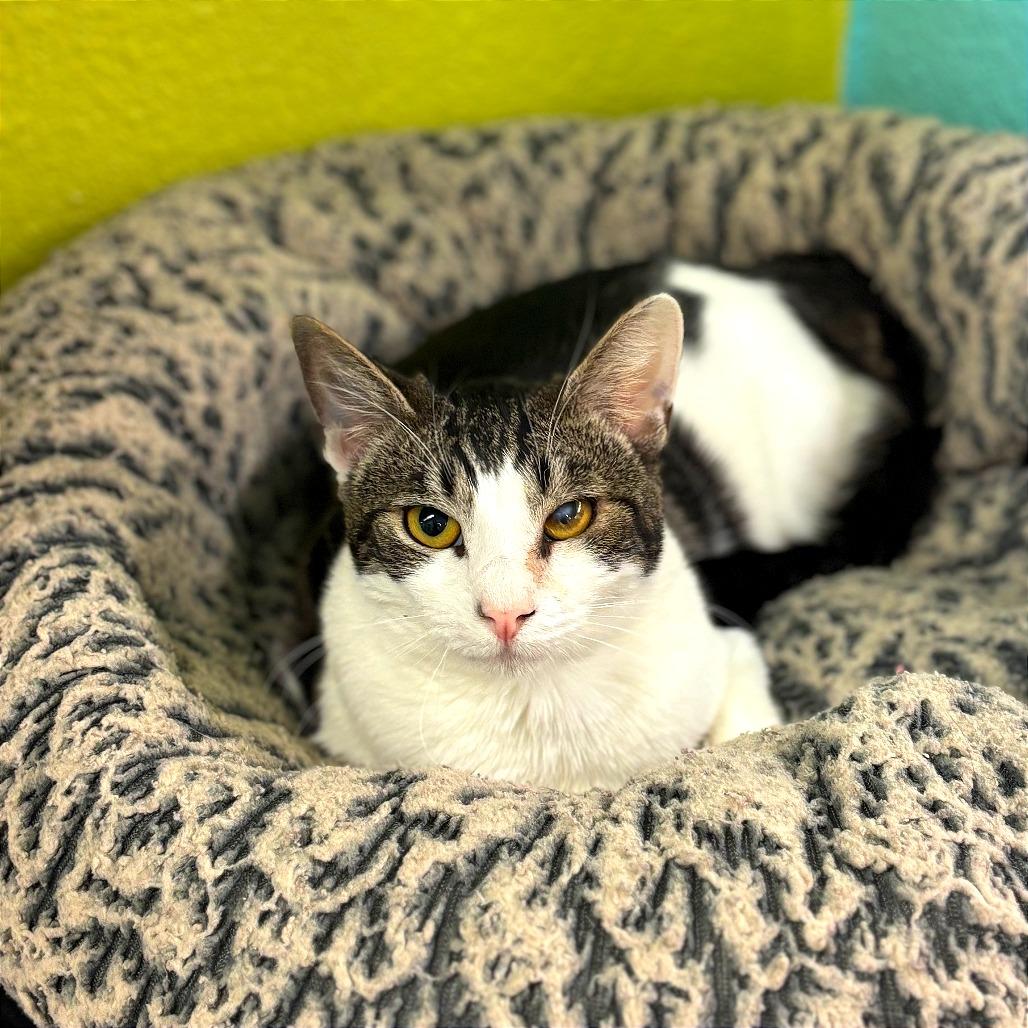 Enlarge Greta, a Adoptable Domestic Short Hair in Fresno, CA image 3/3