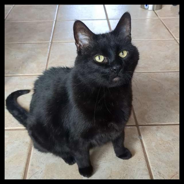 Ryder, Adoptable, Adult Male Domestic Short Hair.