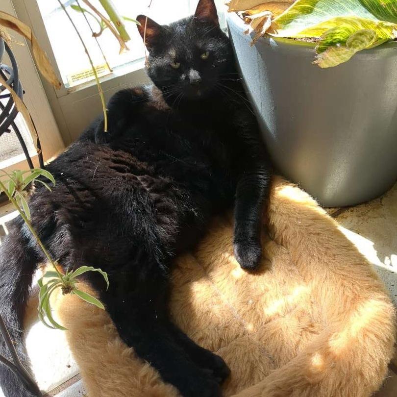 Ryder, Adoptable, Adult Male Domestic Short Hair.