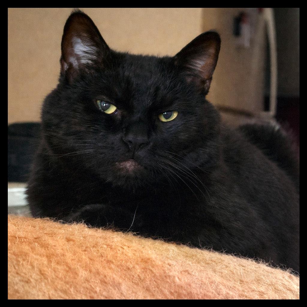 Ryder, a Adoptable Domestic Short Hair in Laramie, WY image 2/6