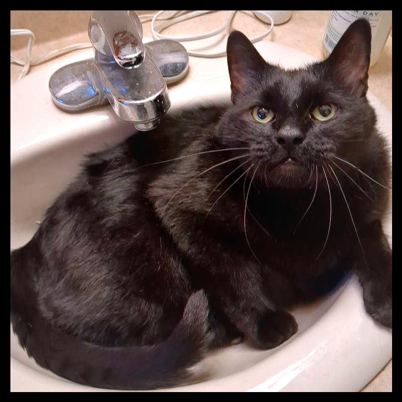 Ryder, a Adoptable Domestic Short Hair in Laramie, WY image 3/6