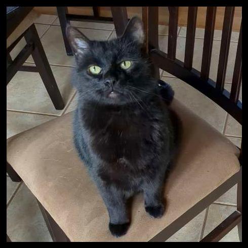 Ryder, a Adoptable Domestic Short Hair in Laramie, WY image 4/6