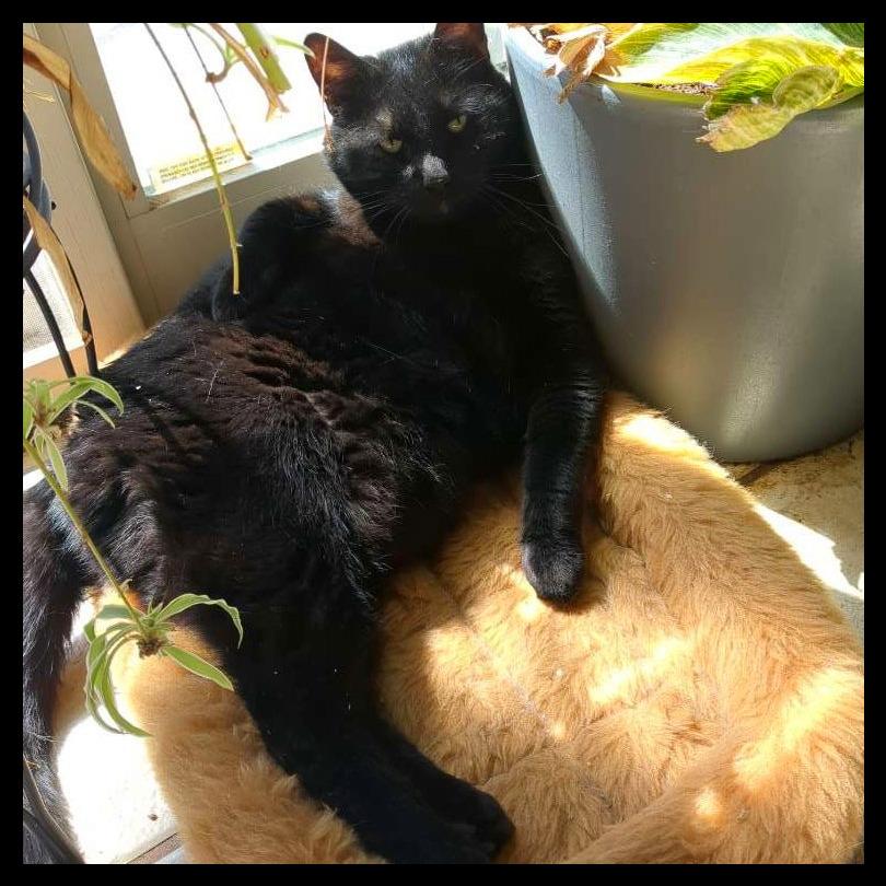 Ryder, a Adoptable Domestic Short Hair in Laramie, WY image 5/6
