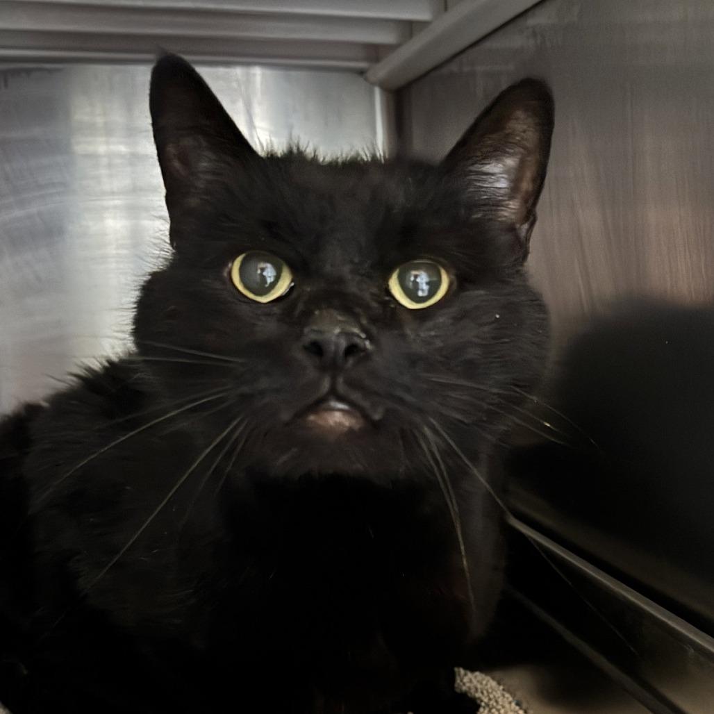 Enlarge Ryder, a Adoptable Domestic Short Hair in Laramie, WY image 3/4