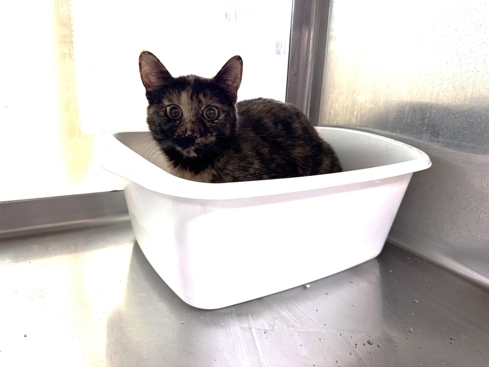 Sheena, Adoptable, Adult Female Tortoiseshell & Domestic Short Hair.