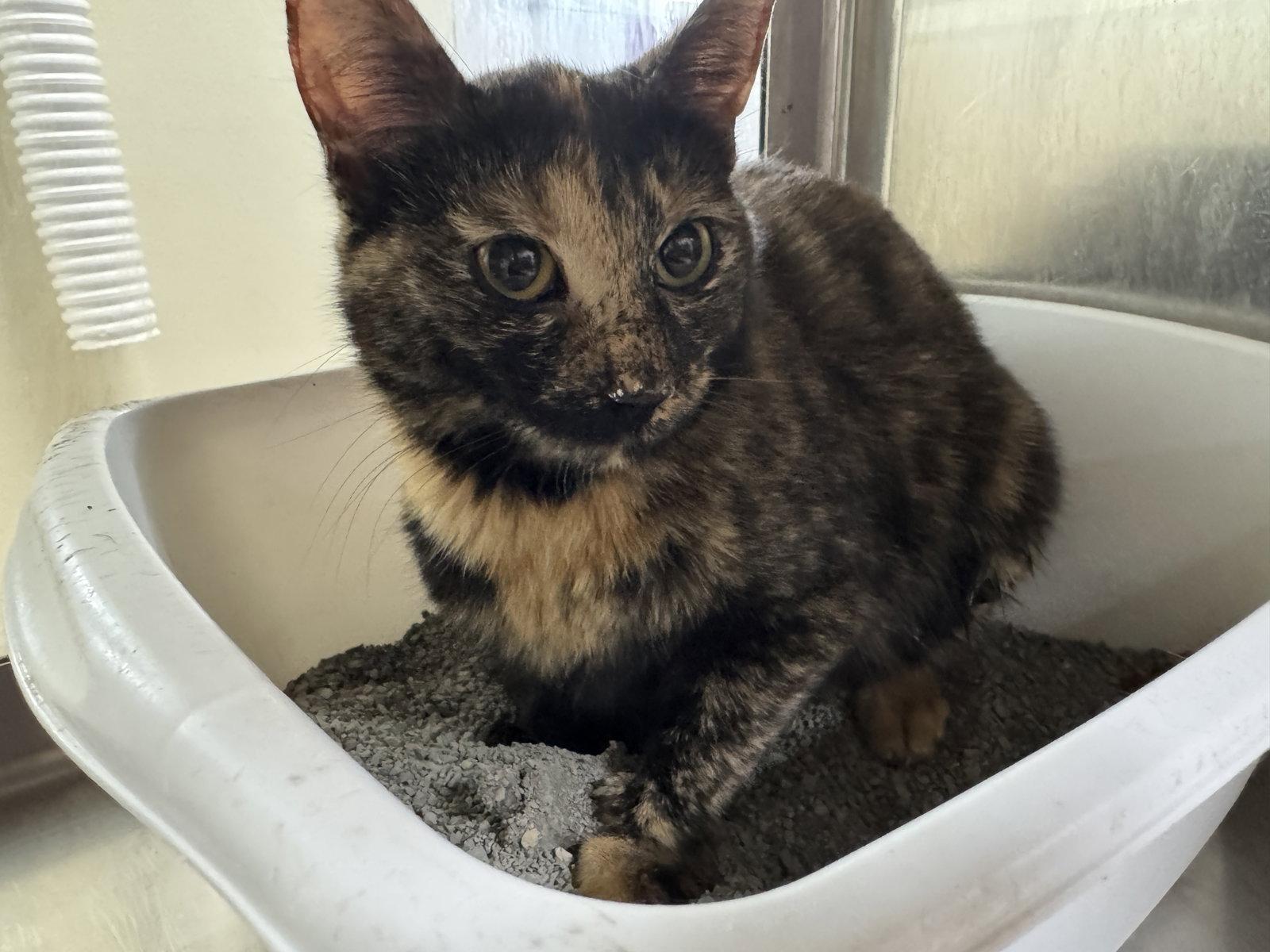 Enlarge Sheena, a Adoptable mixed breed in Austin, MN image 2/3