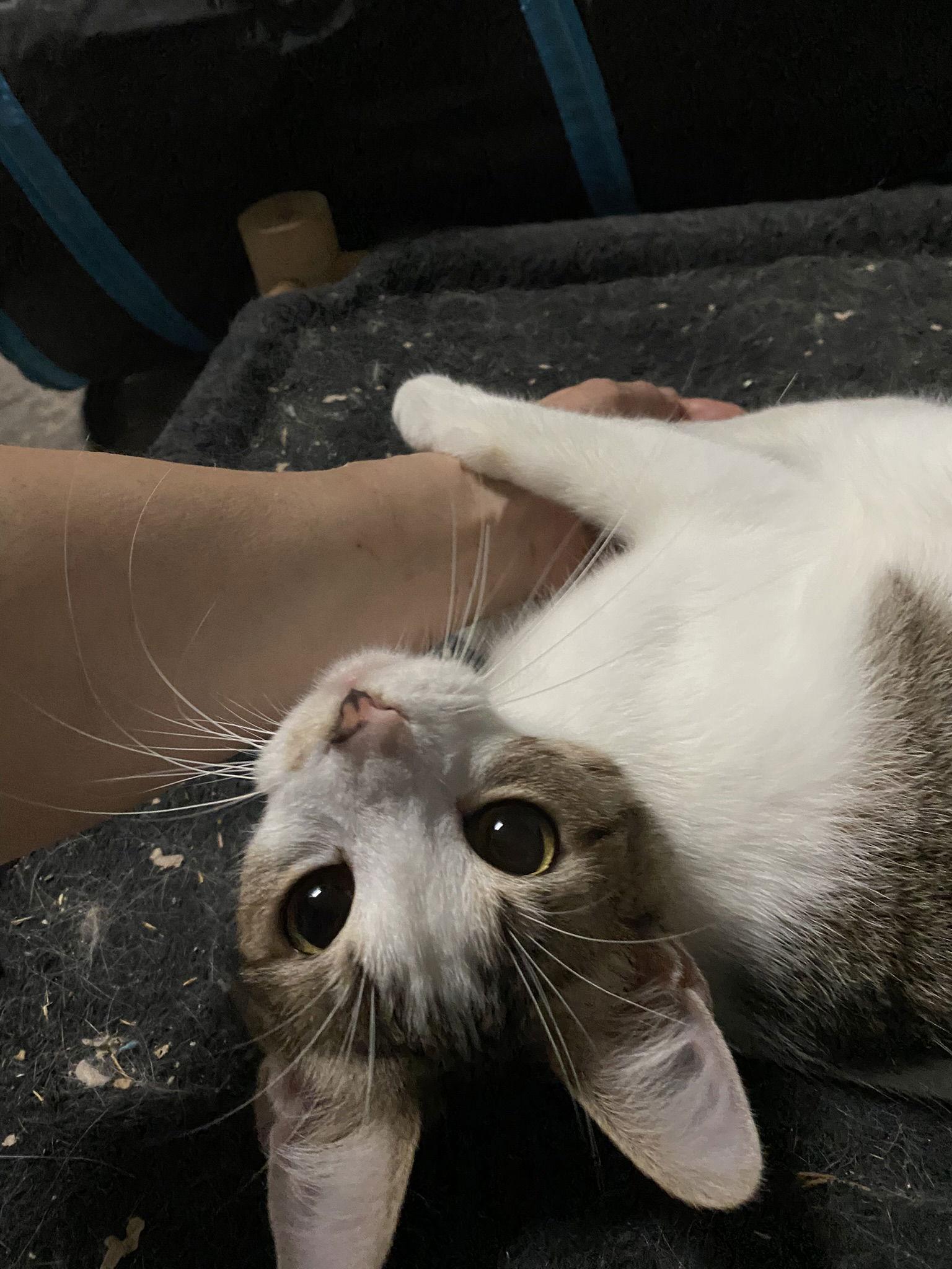 Valentina, a Adoptable Domestic Short Hair in Drasco, AR image 2/2