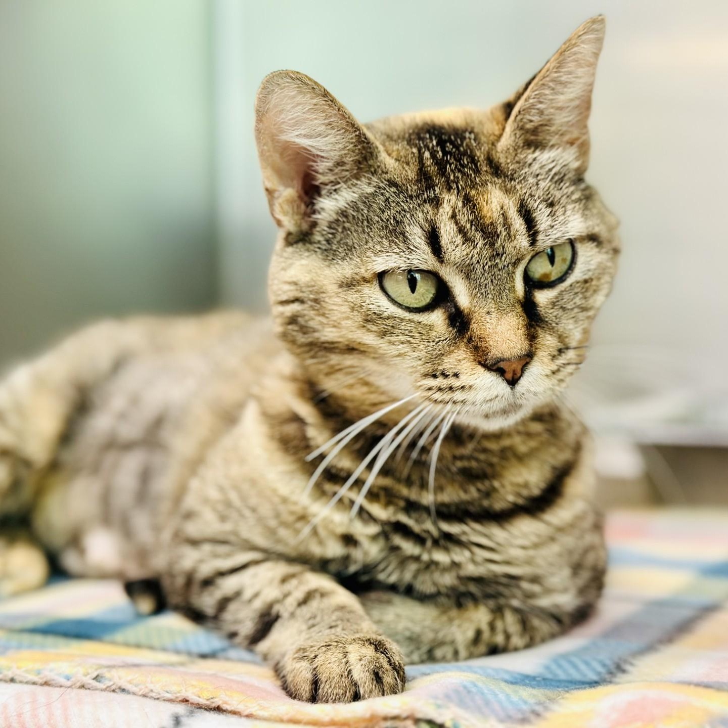 Fern, a ADOPTABLE Domestic Short Hair in Jackson, NJ image 2/2