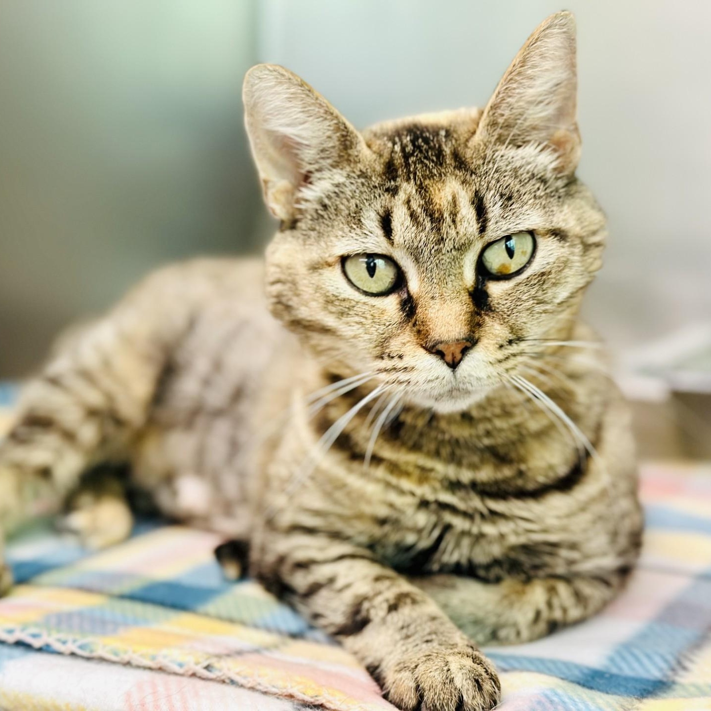 Fern, ADOPTABLE, Adult Female Domestic Short Hair.
