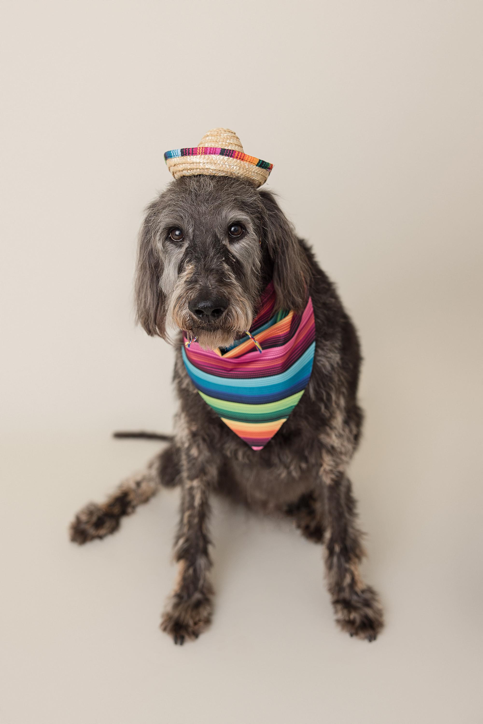 WO Bentley, an adoptable Goldendoodle in Garland, TX, 75041 | Photo Image 3