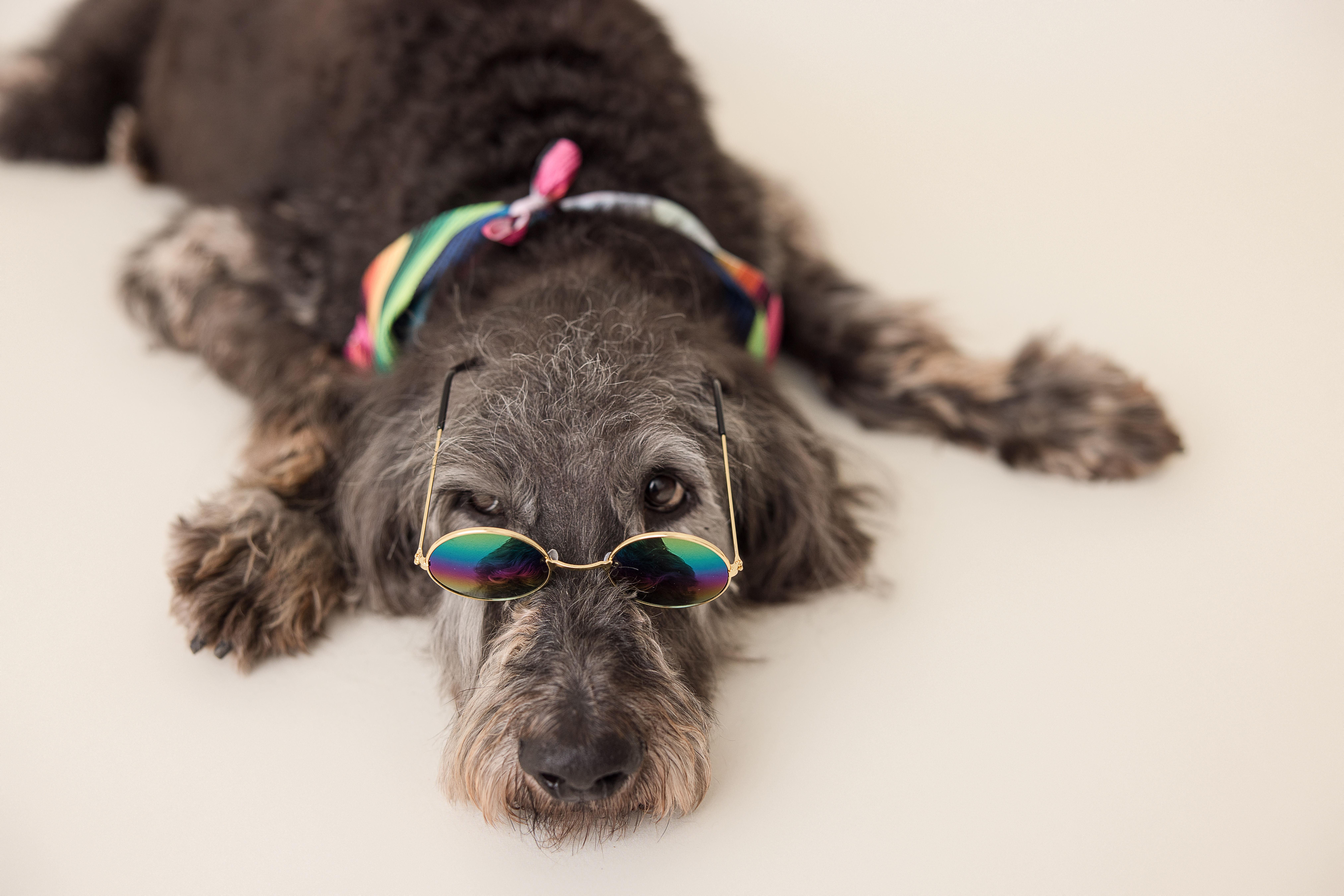 WO Bentley, an adoptable Goldendoodle in Garland, TX, 75041 | Photo Image 5