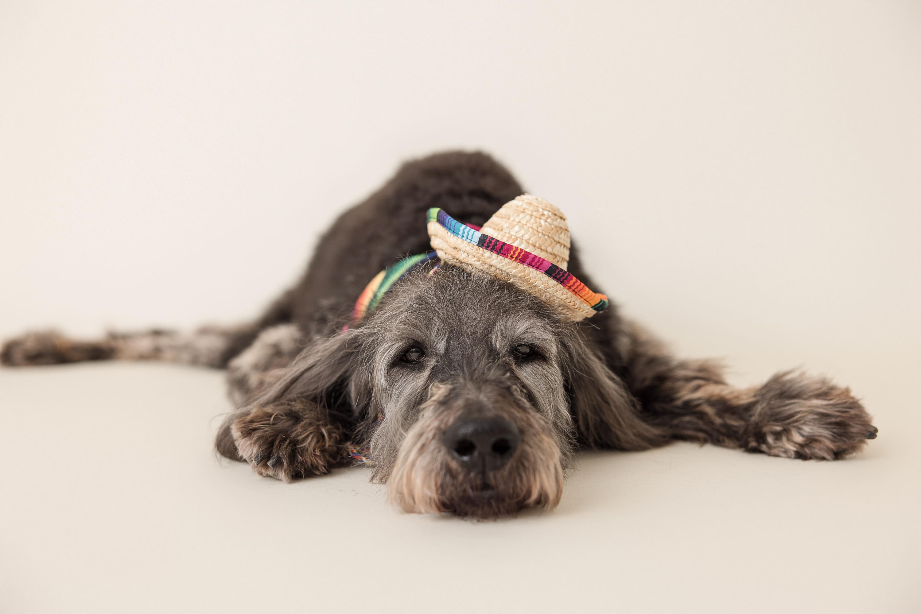 WO Bentley, an adoptable Goldendoodle in Garland, TX, 75041 | Photo Image 2