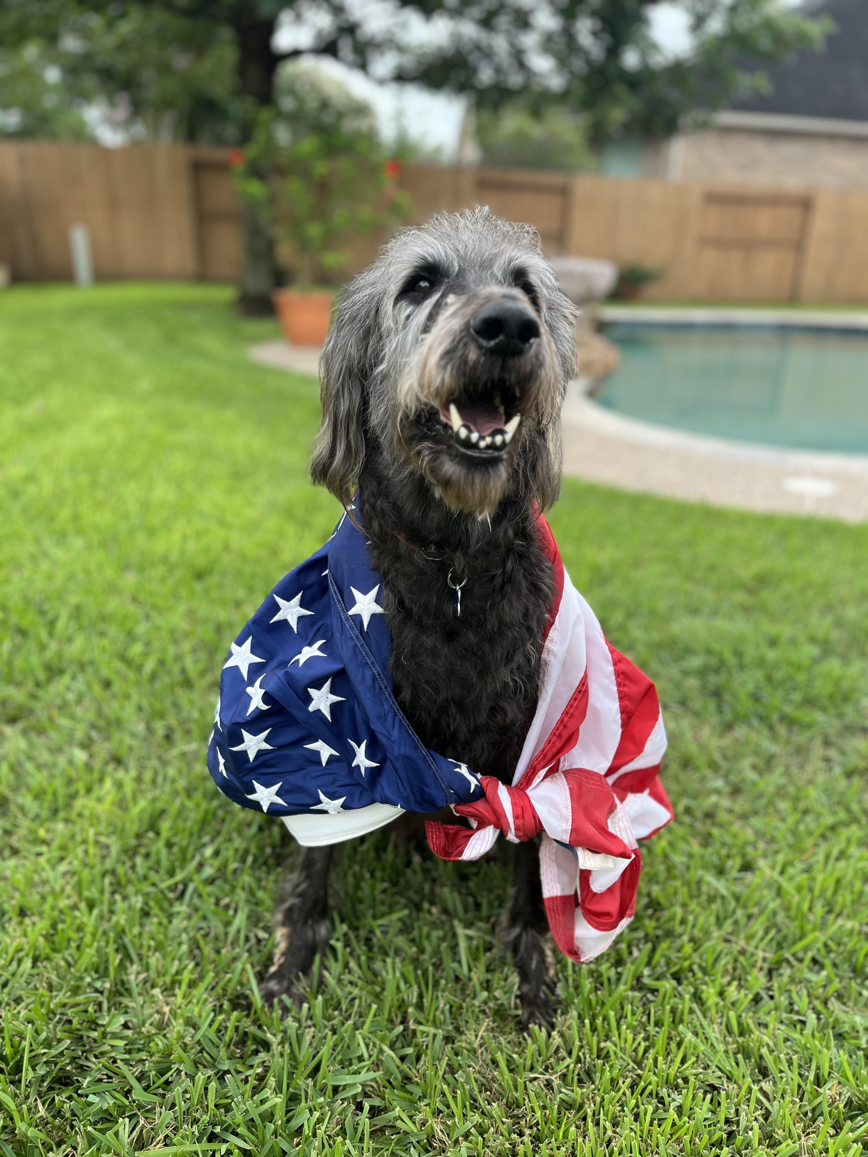 WO Bentley, an adoptable Goldendoodle in Garland, TX, 75041 | Photo Image 4