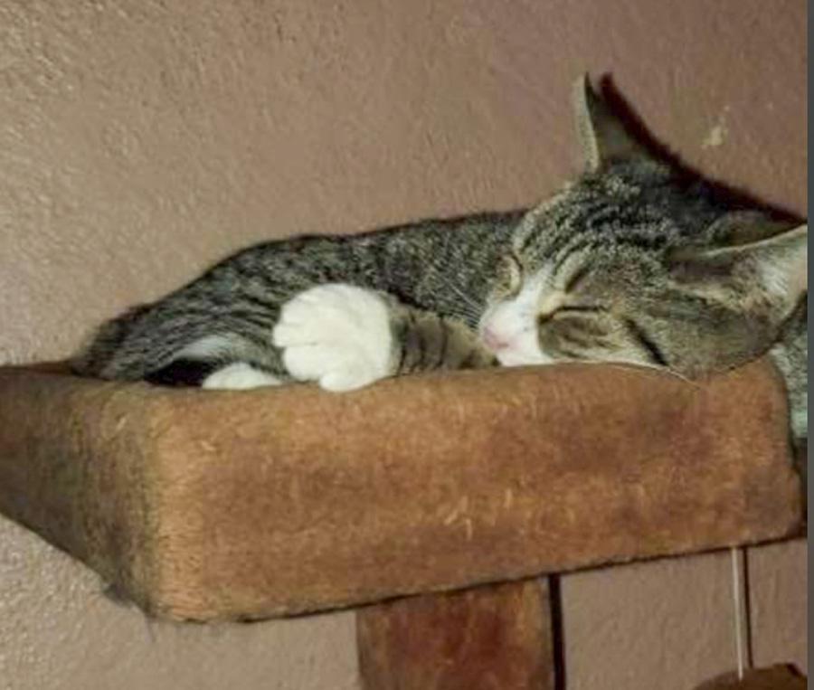 Sox, a ADOPTABLE Domestic Short Hair in Paramus, NJ image 2/2
