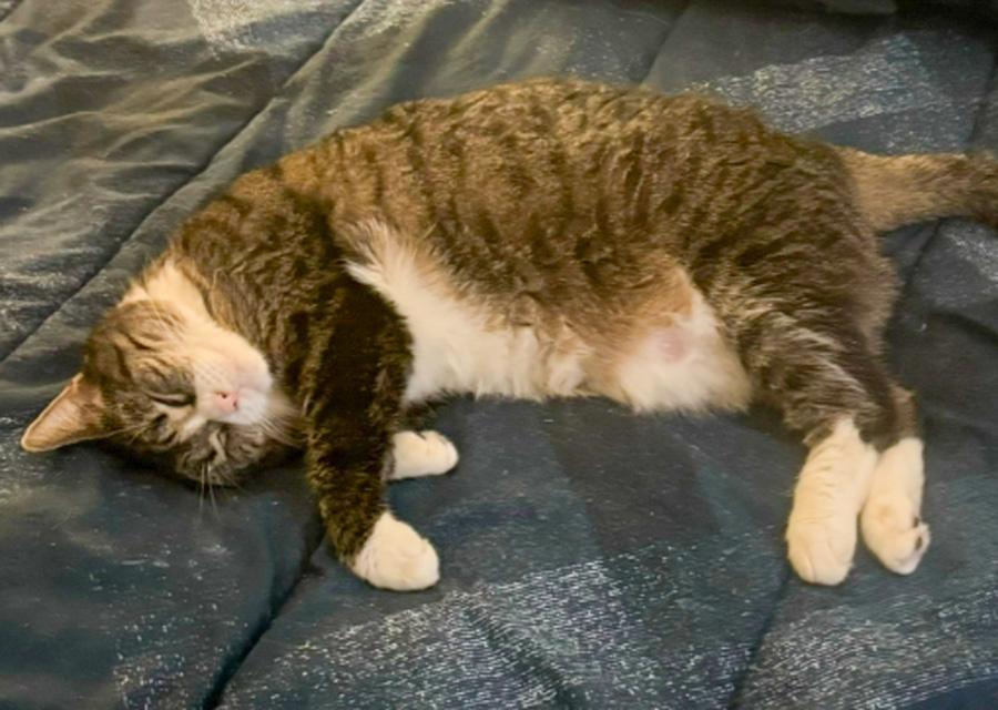 Sox, ADOPTABLE, Adult Female Domestic Short Hair.