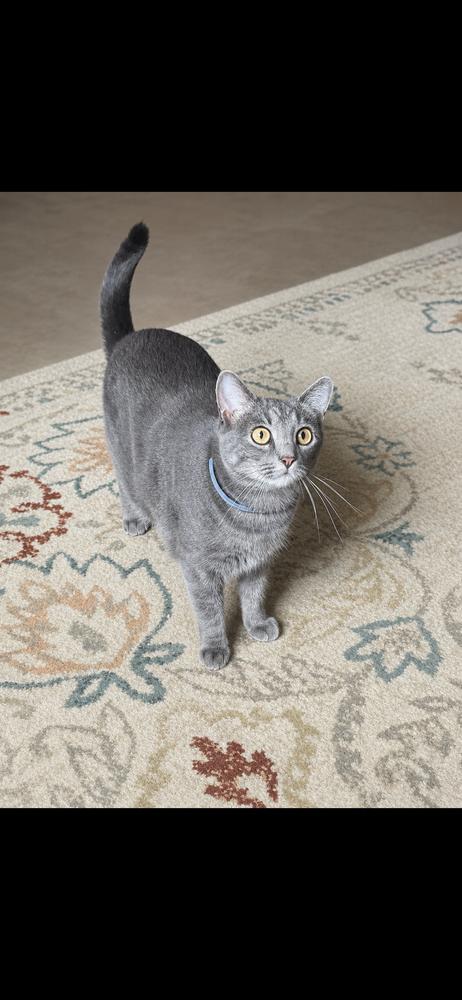 Enlarge Miss Davis, a Adoptable Domestic Short Hair in Blanchard, OK image 1/4