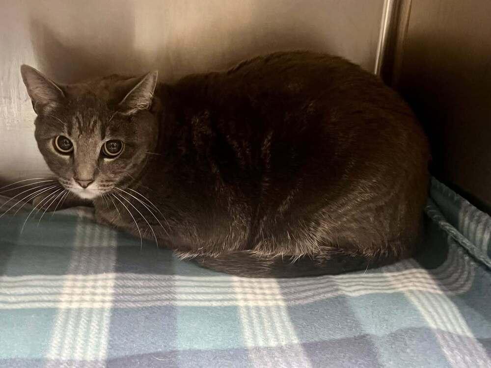 Miss Davis, Adoptable, Adult Female Domestic Short Hair.