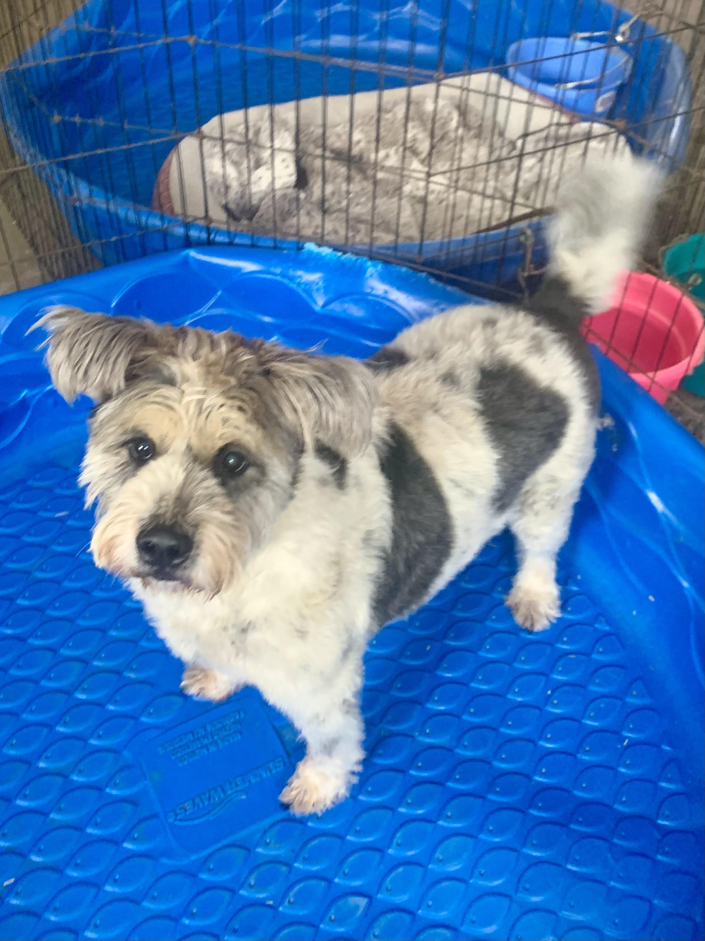 Maya, Adoptable, Adult Female Schnauzer.