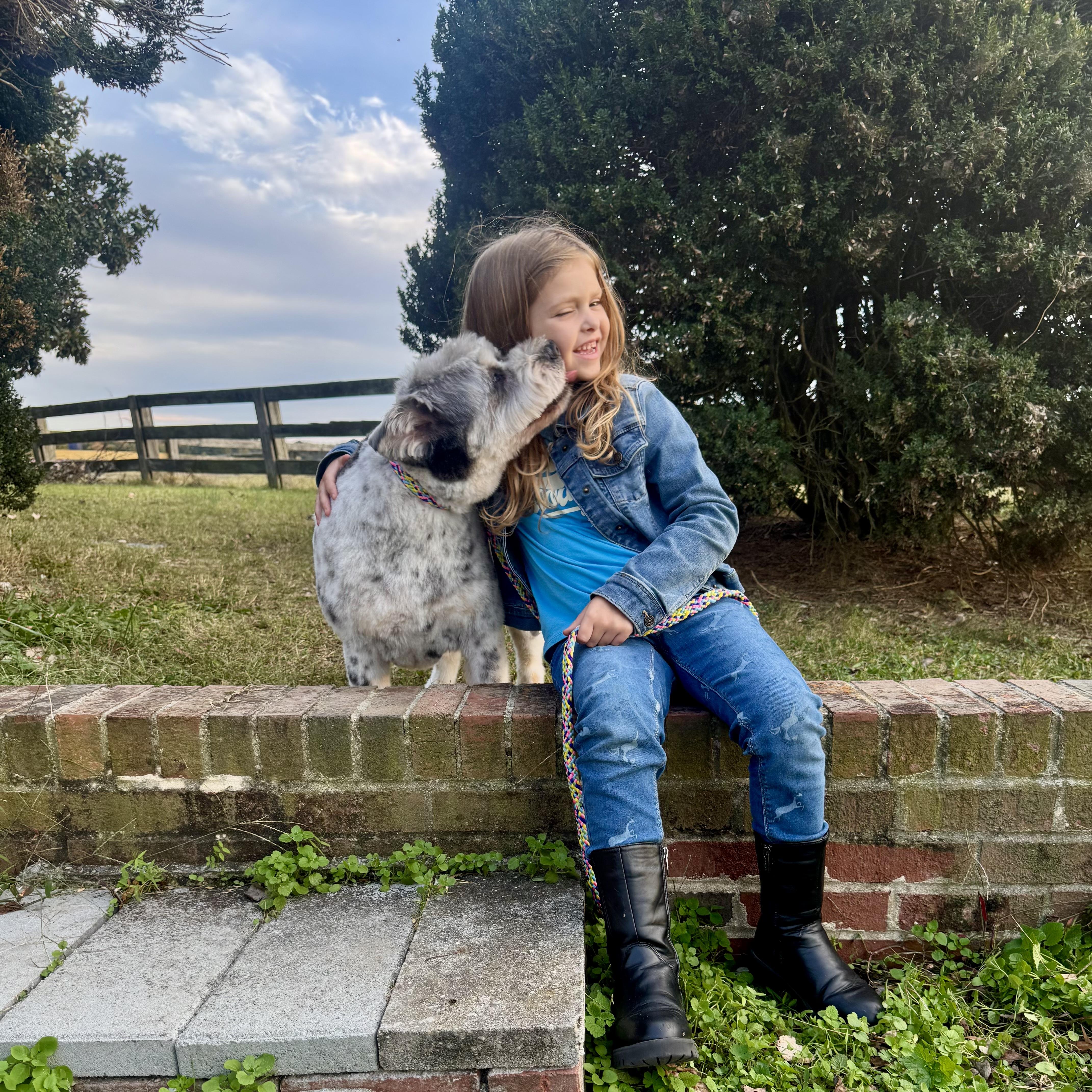 Maya, an adoptable Schnauzer in Richmond, VA, 23233 | Photo Image 4