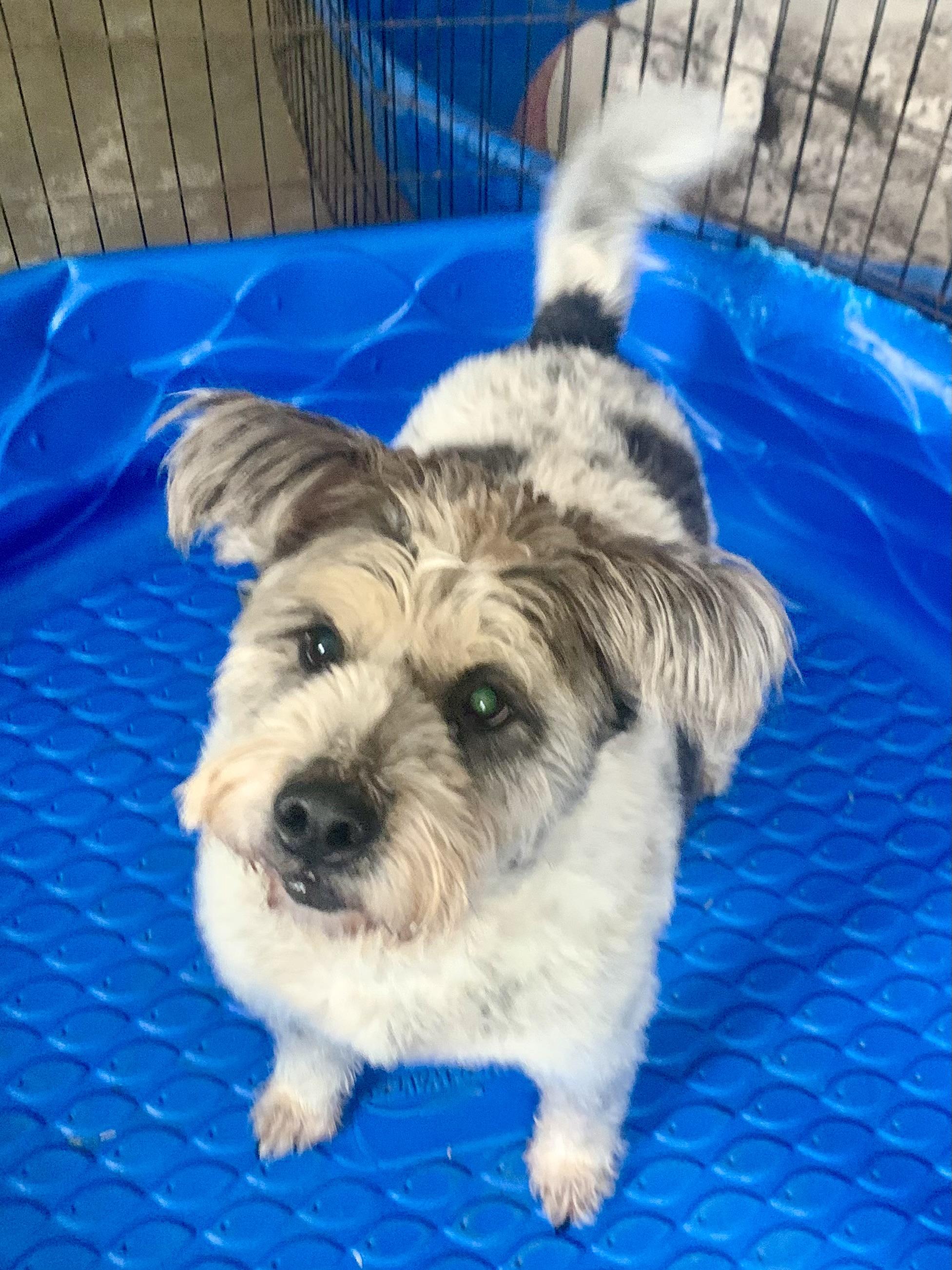 Enlarge Maya, a Adoptable mixed breed in Richmond, VA image 3/4