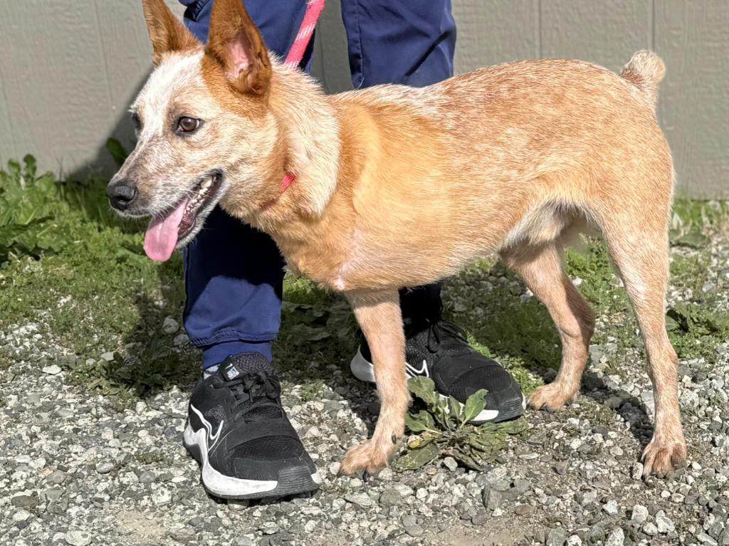 Enlarge Breyers, a Adoptable mixed breed in Vacaville, CA image 1/1