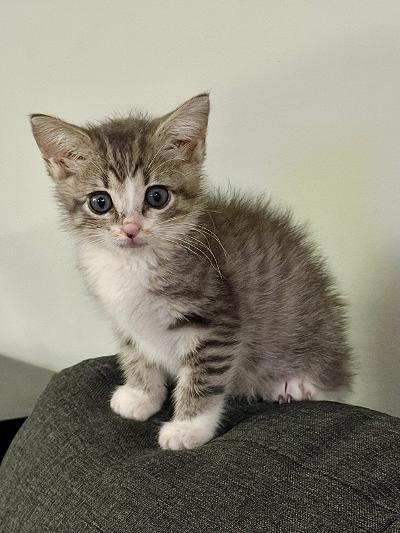 Hannah Storm, Adopted, Kitten Female Domestic Short Hair.