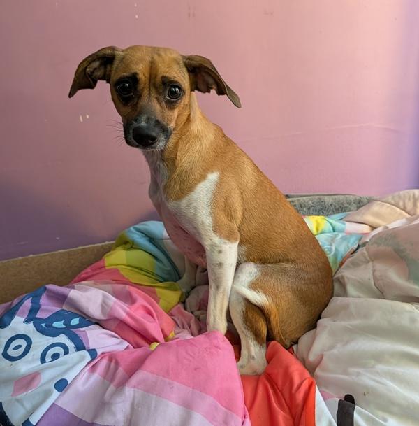 Enlarge Polka Dottie, a Adoptable mixed breed in Santa Rosa, CA image 1/1
